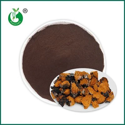 Poudre d'extrait de chaga