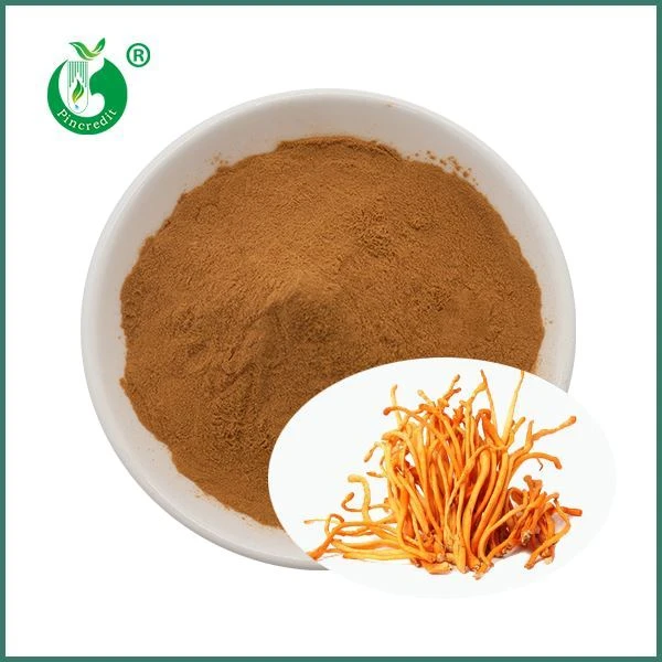 Extrait de champignon Cordyceps Militaris biologique
