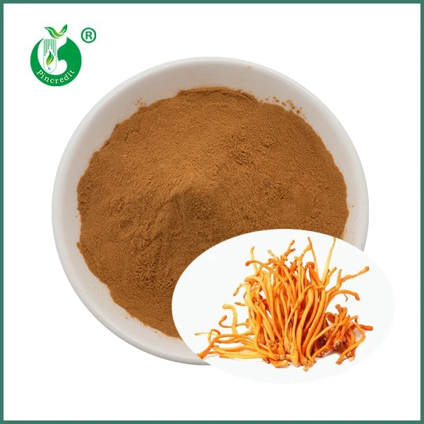 Extrait de champignon Cordyceps Militaris biologique